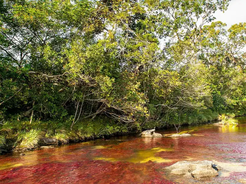 Caño Cristales